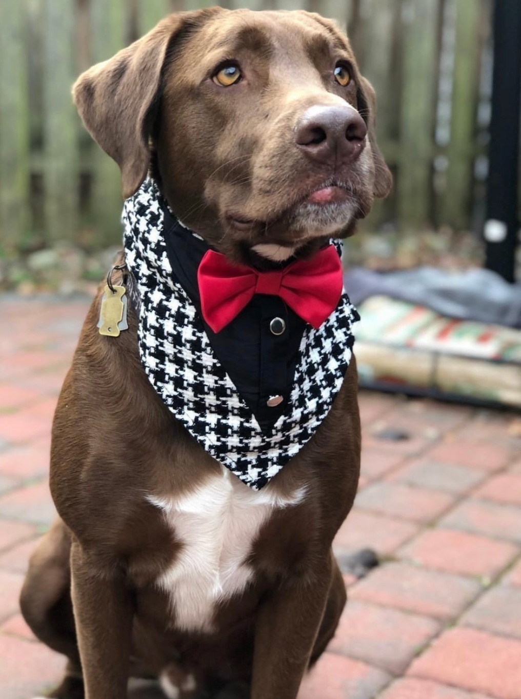 Wedding-Ready Pet Dog Tuxedo Bandana