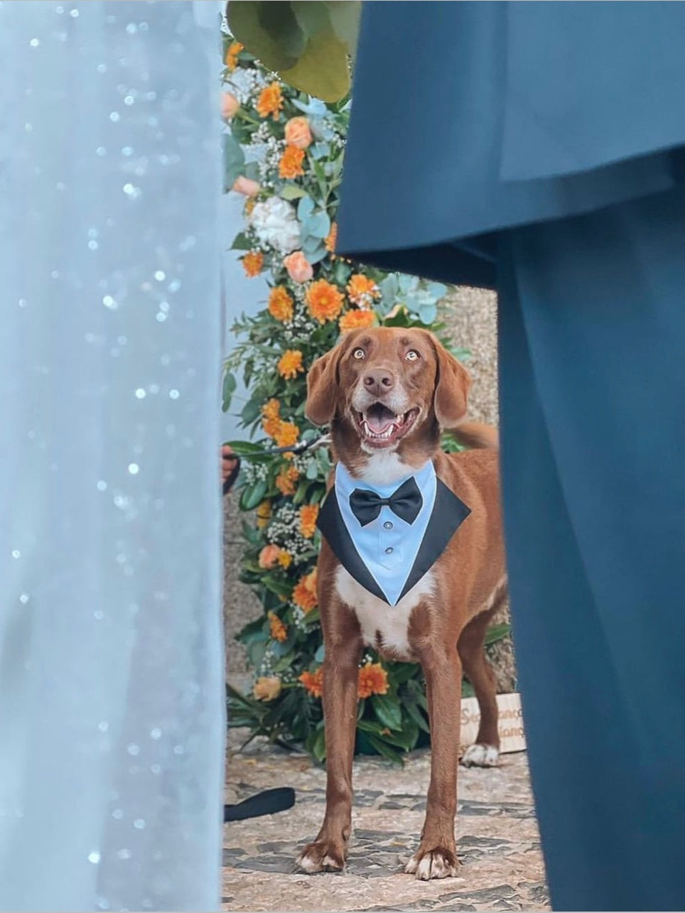 Wedding-Ready Pet Dog Tuxedo Bandana