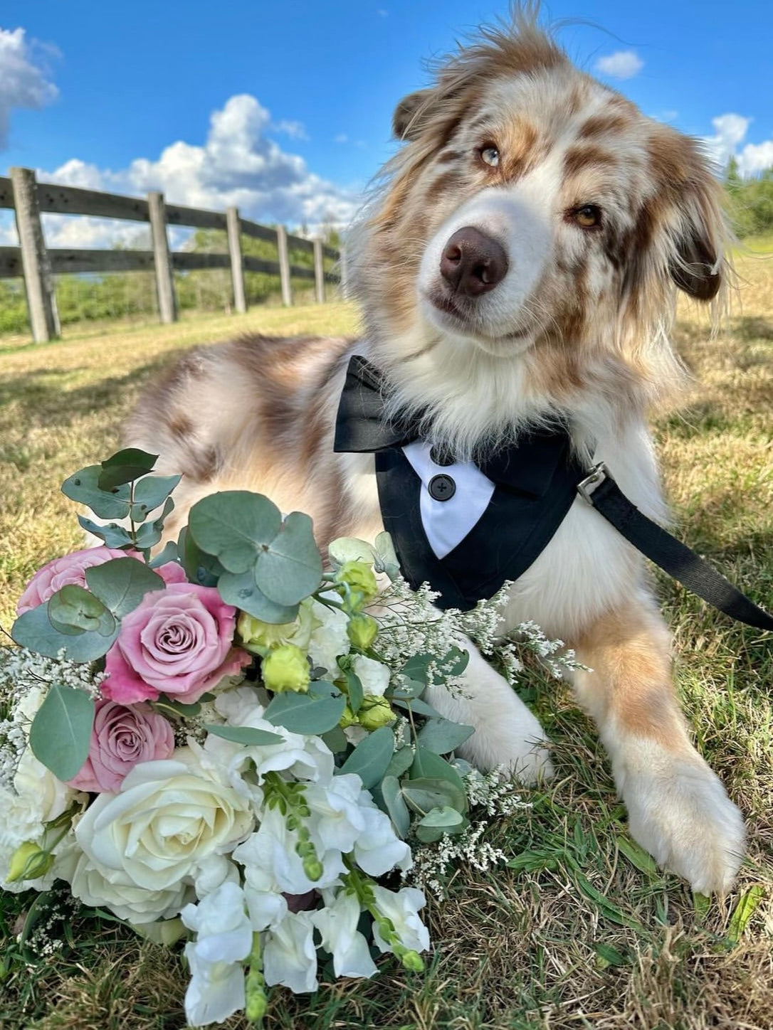 Wedding-Ready Pet Dog Tuxedo Bandana