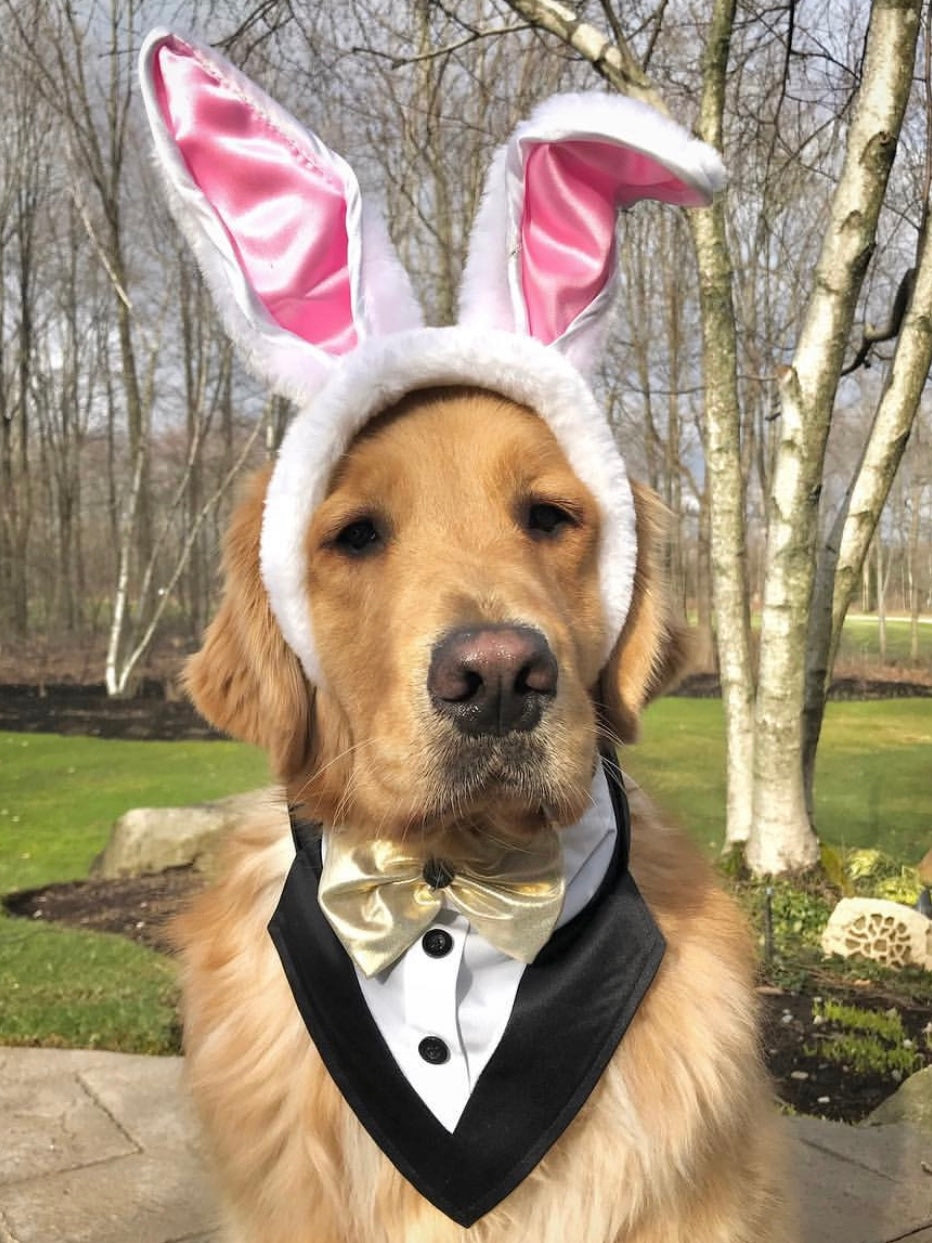 Wedding-Ready Pet Dog Tuxedo Bandana