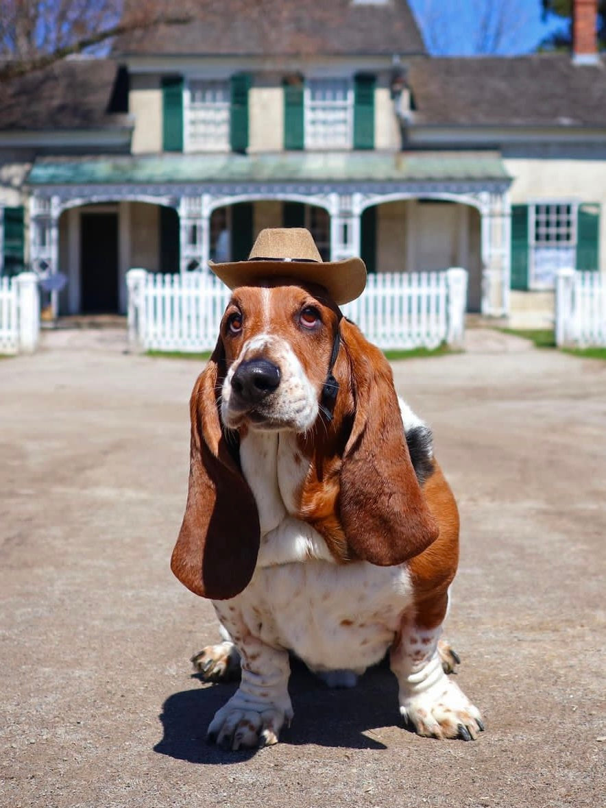 Pet Cat Dog Western Cowboy Hat