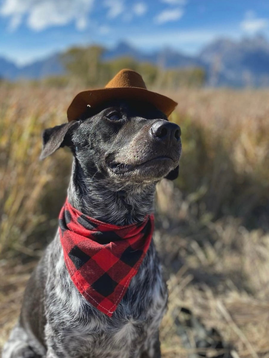 Pet Cat Dog Western Cowboy Hat