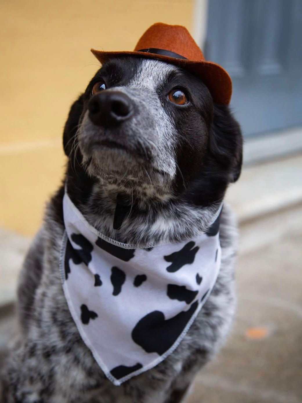 Pet Cat Dog Western Cowboy Hat