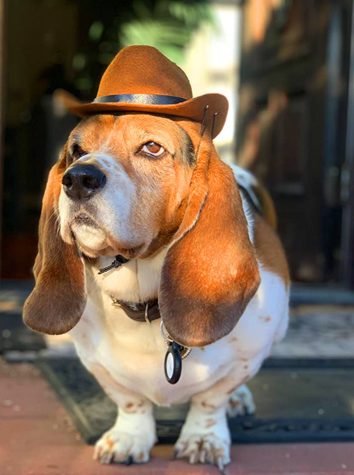 Pet Cat Dog Western Cowboy Hat